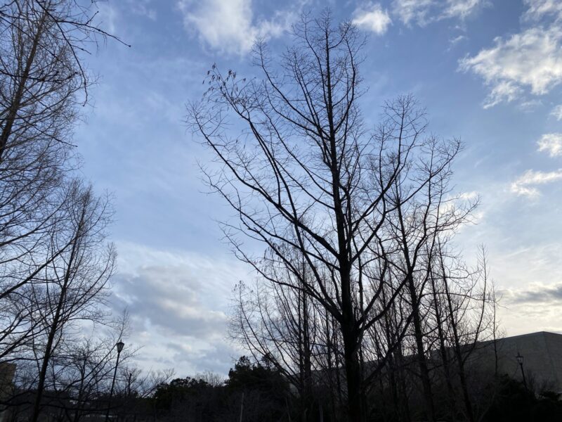 松本清張 おすすめ短編集５選 ドラマ化情報あり もずとかべちょろの読書ブログ