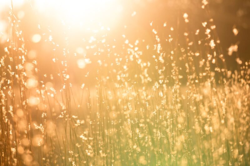 カズオ イシグロ最新刊 クララとお日さま あらすじと感想 もずとかべちょろのブログ