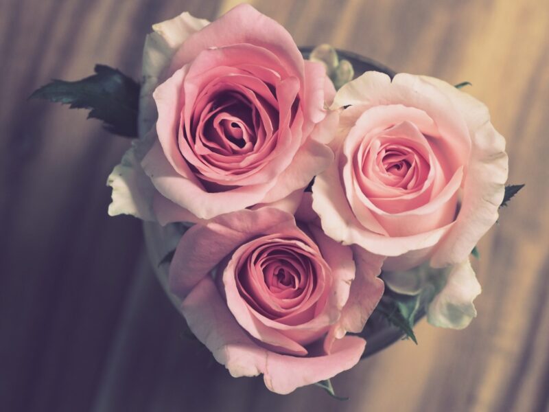 完璧すぎる結婚 に驚嘆 あらすじと感想 海外ミステリー もずとかべちょろのブログ 完璧すぎる結婚 に驚嘆 あらすじと感想 海外ミステリー もずとかべちょろのブログ
