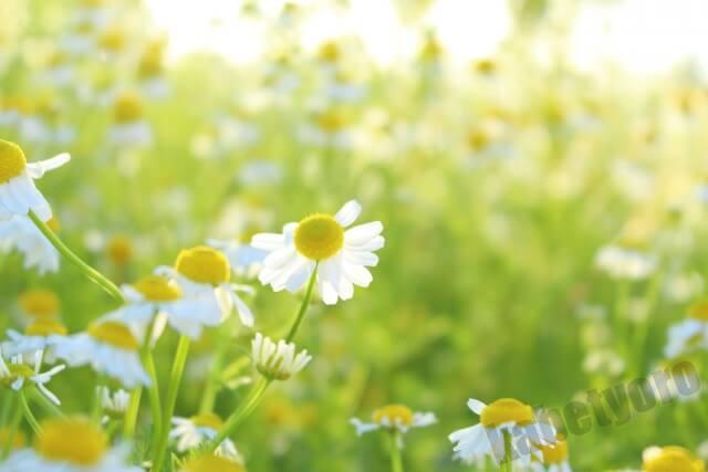 カモミールの花